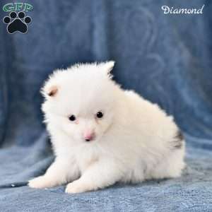 Diamond, Pomeranian Puppy