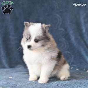 Denver, Pomeranian Puppy