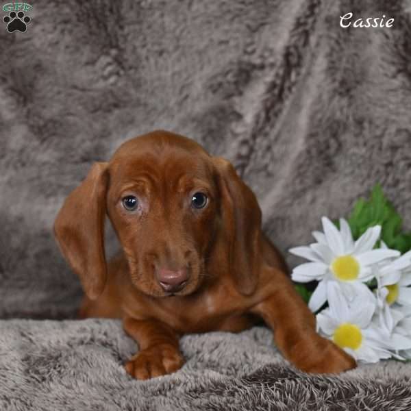 Cassie, Dachshund Puppy
