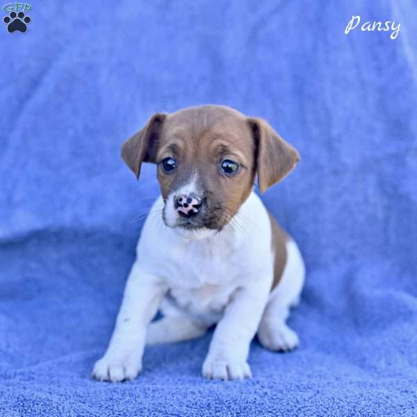Pansy, Jack Russell Terrier Puppy