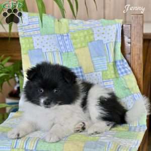 Jenny, Pomeranian Puppy