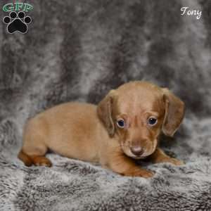 Tony, Dachshund Puppy