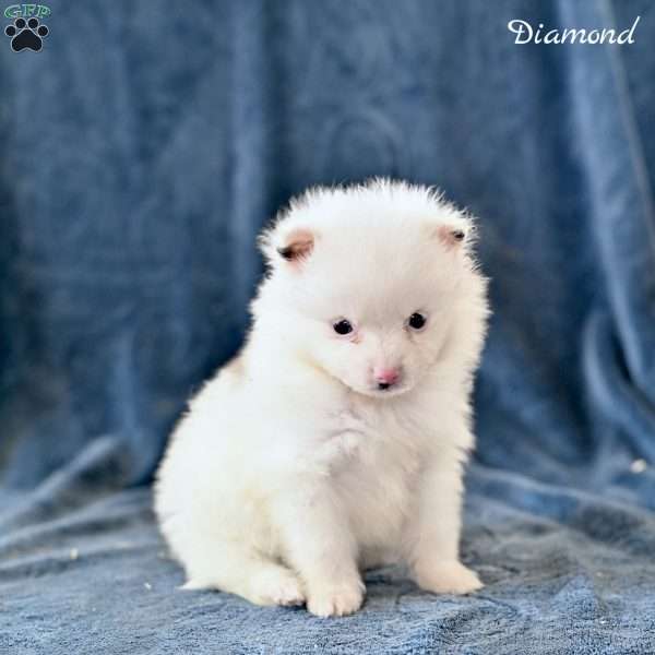 Diamond, Pomeranian Puppy