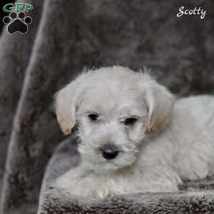 Scotty, Westiepoo Puppy