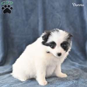 Donna, Pomeranian Puppy