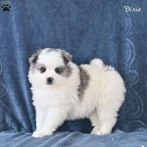 Dixie, Pomeranian Puppy