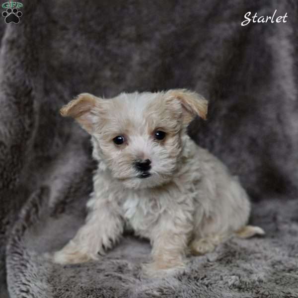 Starlet, Westiepoo Puppy