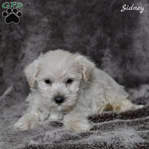 Sidney, Westiepoo Puppy