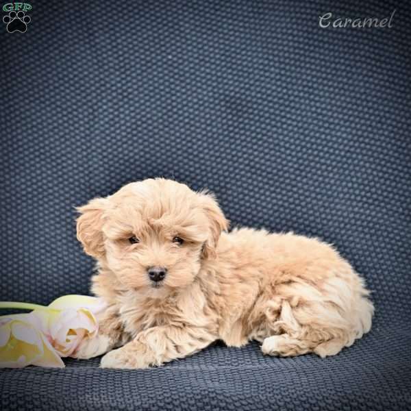 Caramel, Maltipoo Puppy