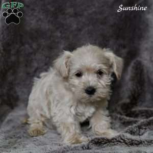 Sunshine, Westiepoo Puppy