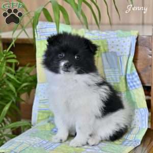 Jenny, Pomeranian Puppy