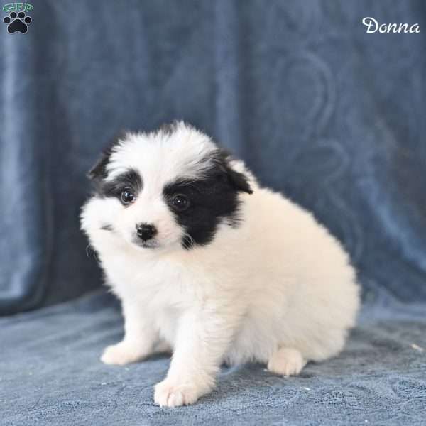 Donna, Pomeranian Puppy