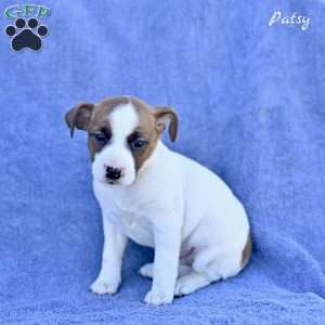 Patsy, Jack Russell Terrier Puppy