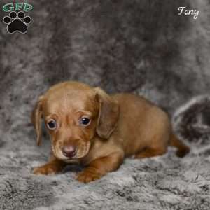 Tony, Dachshund Puppy