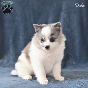 Duke, Pomeranian Puppy