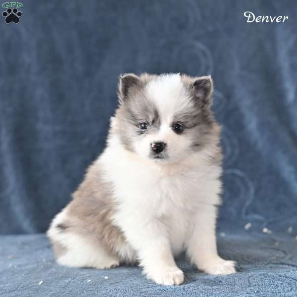 Denver, Pomeranian Puppy