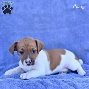 Pansy, Jack Russell Terrier Puppy