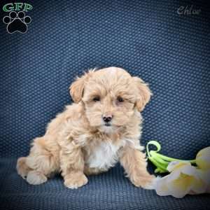 Chloe, Maltipoo Puppy