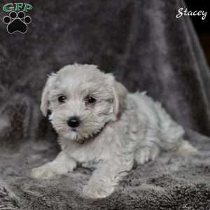 Stacey, Westiepoo Puppy