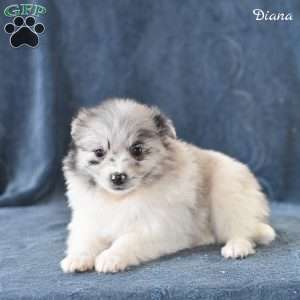 Diana, Pomeranian Puppy