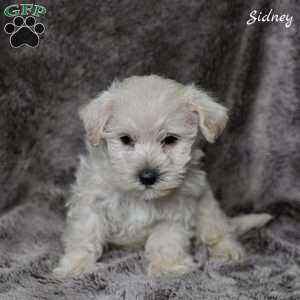 Sidney, Westiepoo Puppy