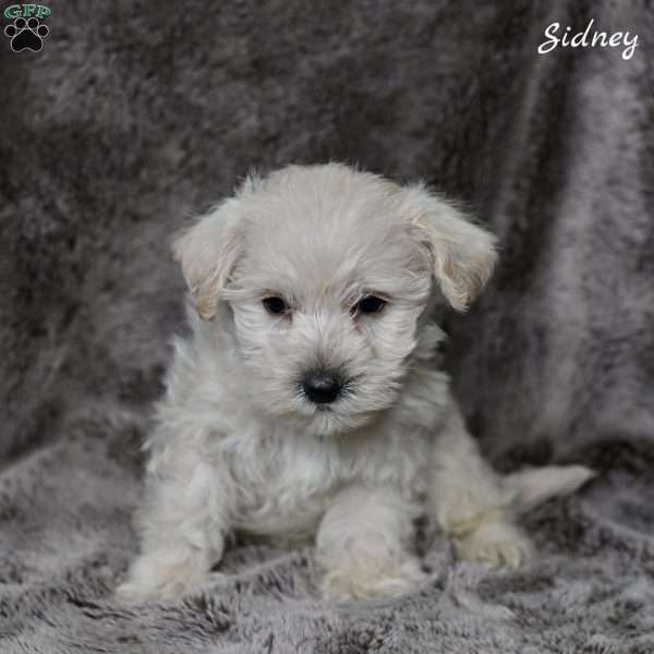 Sidney, Westiepoo Puppy