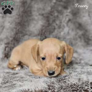 Tracey, Dachshund Puppy