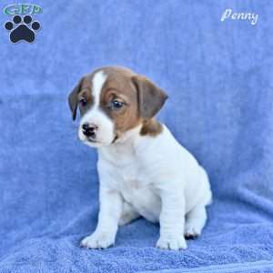 Penny, Jack Russell Terrier Puppy