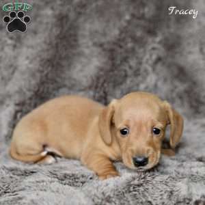 Tracey, Dachshund Puppy