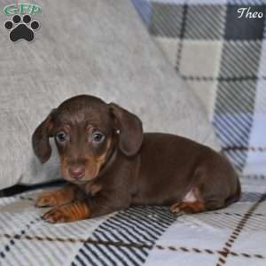 Theo, Dachshund Puppy