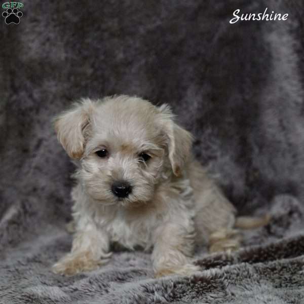 Sunshine, Westiepoo Puppy