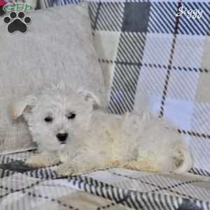 Siggy, Westiepoo Puppy