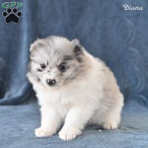 Diana, Pomeranian Puppy