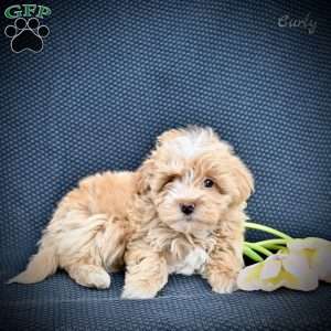 Curly, Maltipoo Puppy