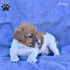 Pansy, Jack Russell Terrier Puppy