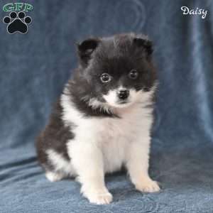 Daisy, Pomeranian Puppy