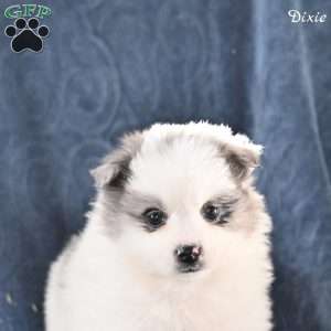 Dixie, Pomeranian Puppy