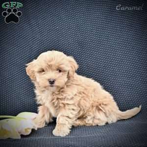 Caramel, Maltipoo Puppy