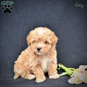 Cory, Maltipoo Puppy