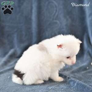 Diamond, Pomeranian Puppy