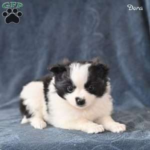 Dora, Pomeranian Puppy