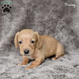 Tracey, Dachshund Puppy