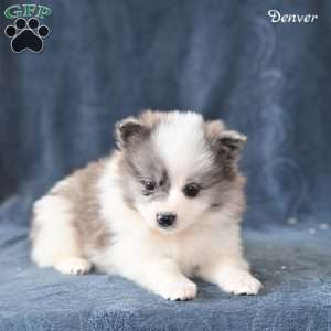 Denver, Pomeranian Puppy