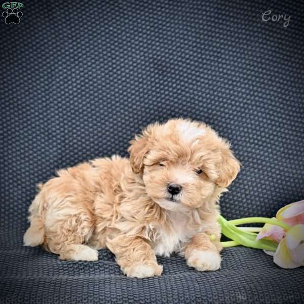 Cory, Maltipoo Puppy