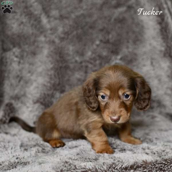 Tucker, Dachshund Puppy