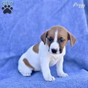 Peggy, Jack Russell Terrier Puppy