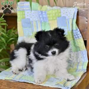 Justin, Pomeranian Puppy
