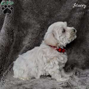 Stacey, Westiepoo Puppy