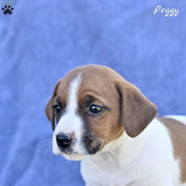 Peggy, Jack Russell Terrier Puppy