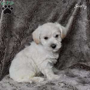 Scotty, Westiepoo Puppy